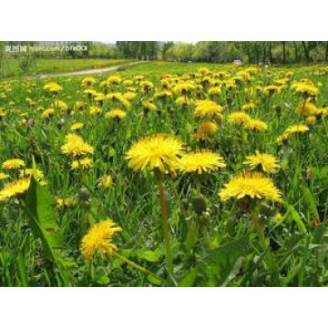 Factory Supply Directly 100% Natural Dandelion Extract